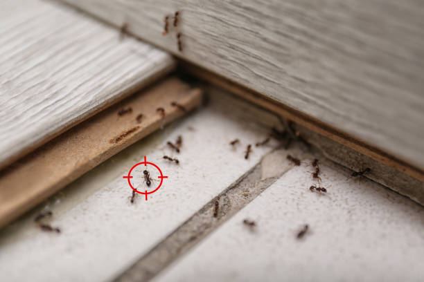 Best Spider Control Near Me  in Anthony, NM